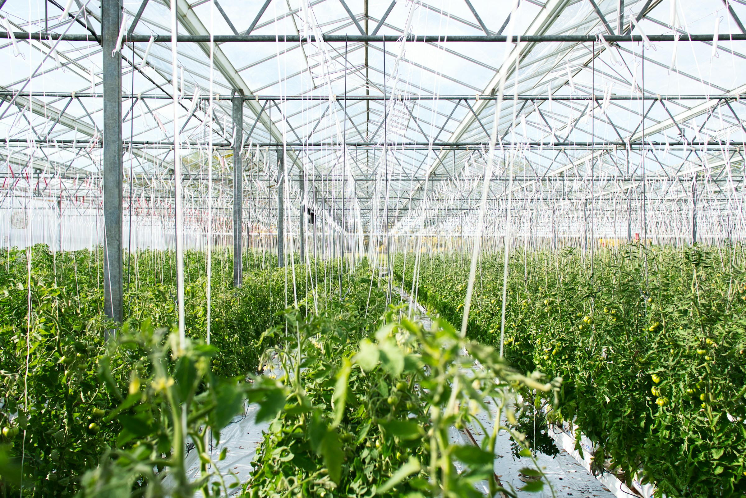 Commercial greenhouse interior with plants under glass